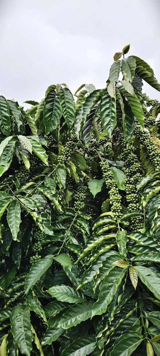 Bán lô vườn 3,8 ha cà phê macca tiêu Tuy Đức Lâm Đồng - Ảnh 1