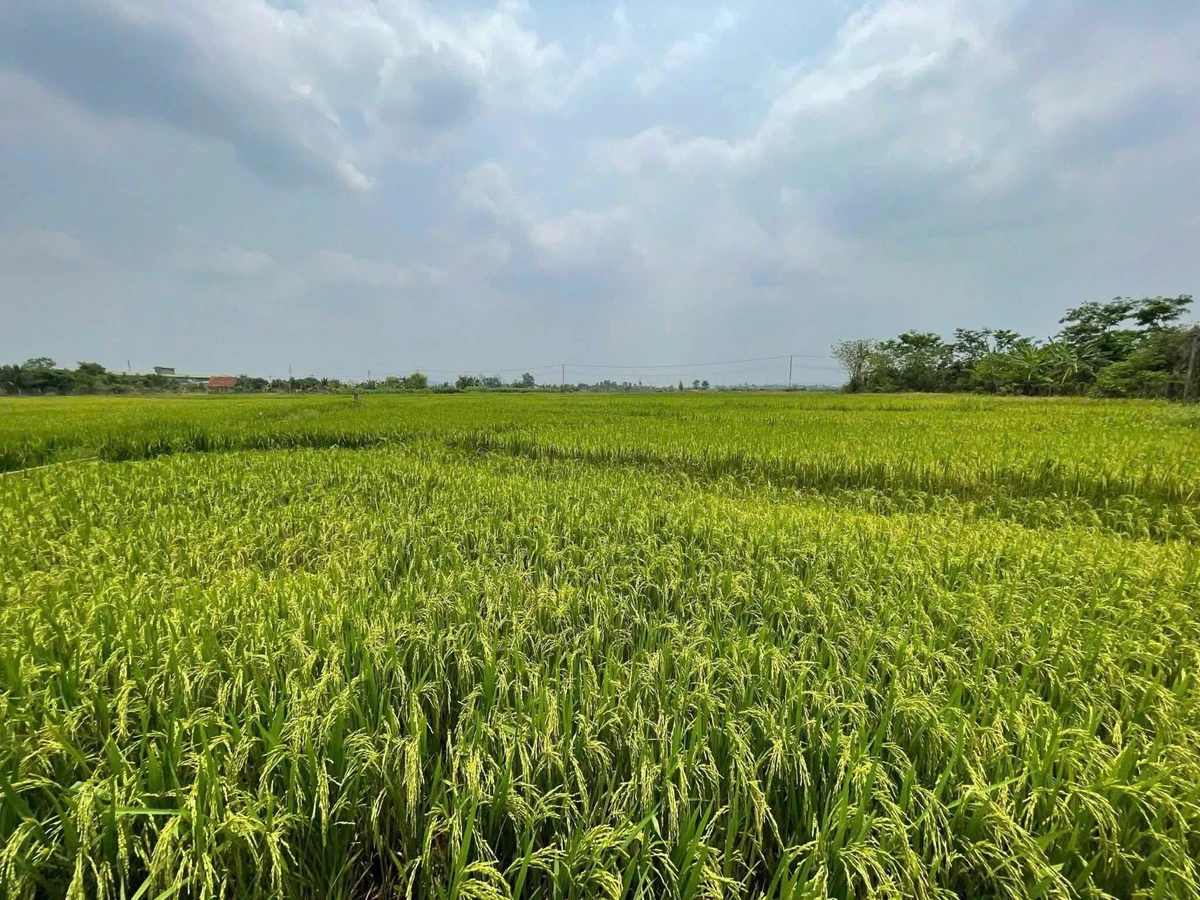 Bán nhà vườn 6,5 sào view ruộng Buôn Ma Thuột - Ảnh thu nhỏ 4