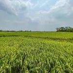 Bán nhà vườn 6,5 sào view ruộng Buôn Ma Thuột - Ảnh thu nhỏ 4