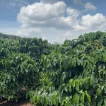 Bán 4,3ha đất vườn cà phê có nhà, suối bao quanh tại Thôn 10, Nam Dong - Ảnh thu nhỏ 2
