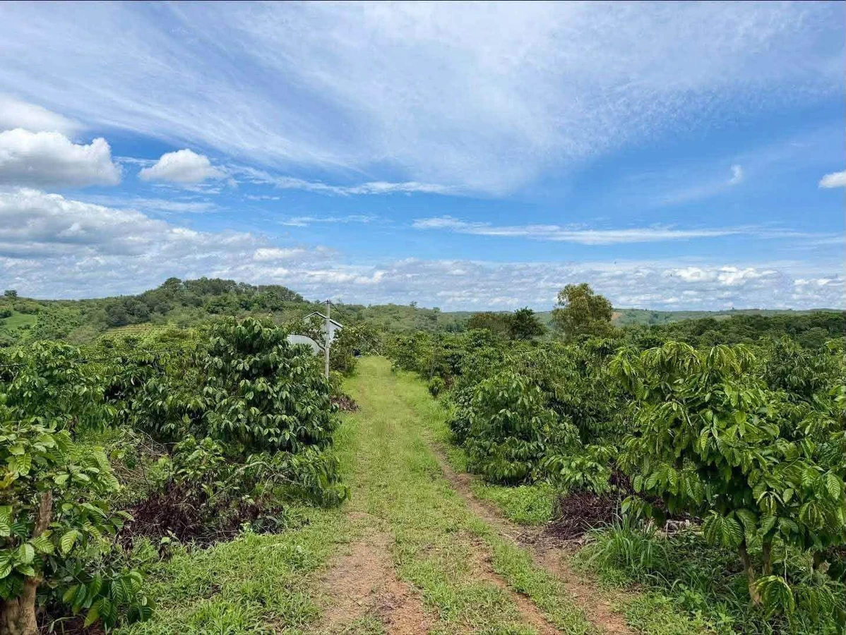 Bán 2,5 hectare đất rẫy cà phê Đắk Mil 1 tỷ 799 triệu - Ảnh 1