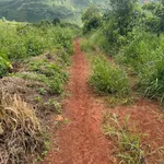 Bán đất Tân Thượng, Củ Chi, 1 hecta, giá 265 triệu - Ảnh thu nhỏ 1