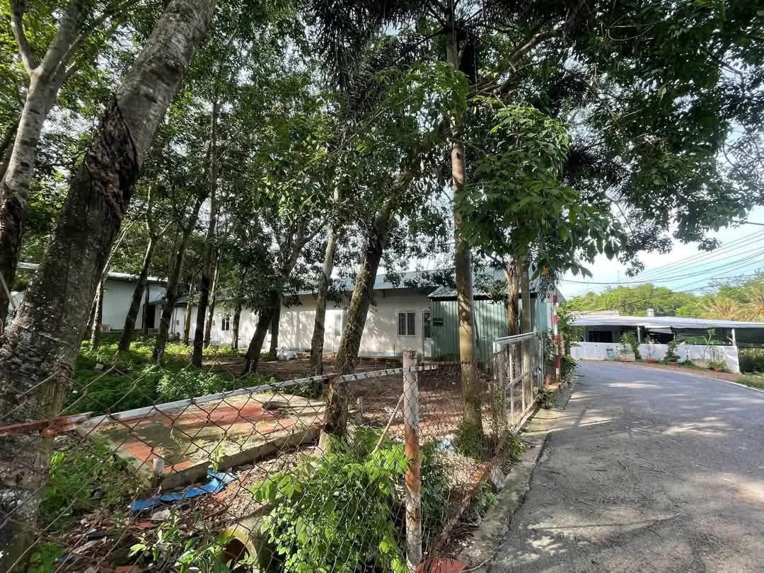 Bán lô đất 439m2 An Tây, Bình Chánh 2.2 tỷ - Ảnh thu nhỏ 4