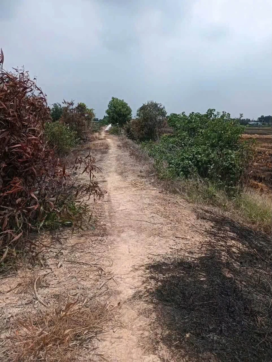 Bán đất lúa 83x120m (khoảng 1 mẫu) giá 2,1 tỷ tại Tân Tây, Thạnh Hóa, Long An - Ảnh 1