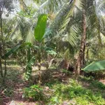 Bán đất vườn dừa 5.550m2 tại Xã Thuận Điền, Giồng Trôm, Bến Tre - Ảnh thu nhỏ 5