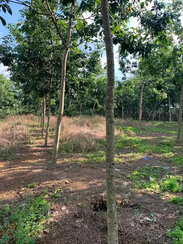 Bán 2,1 ha đất vườn cao su tại Phú Riềng, Bình Phước, giá 2,5 tỷ