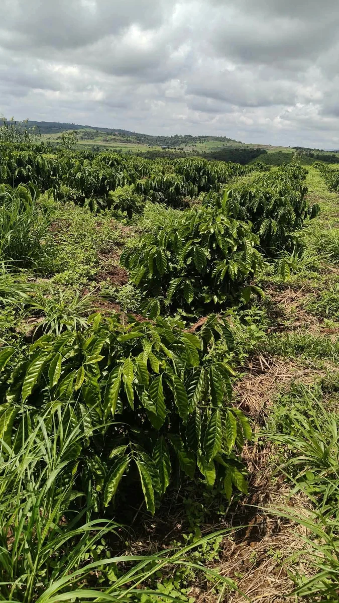 Bán 1 ha đất nông nghiệp có giếng khoan, hồ bạt, điện năng lượng mặt trời tại Đắk Mil, Lâm Đồng - Ảnh 1