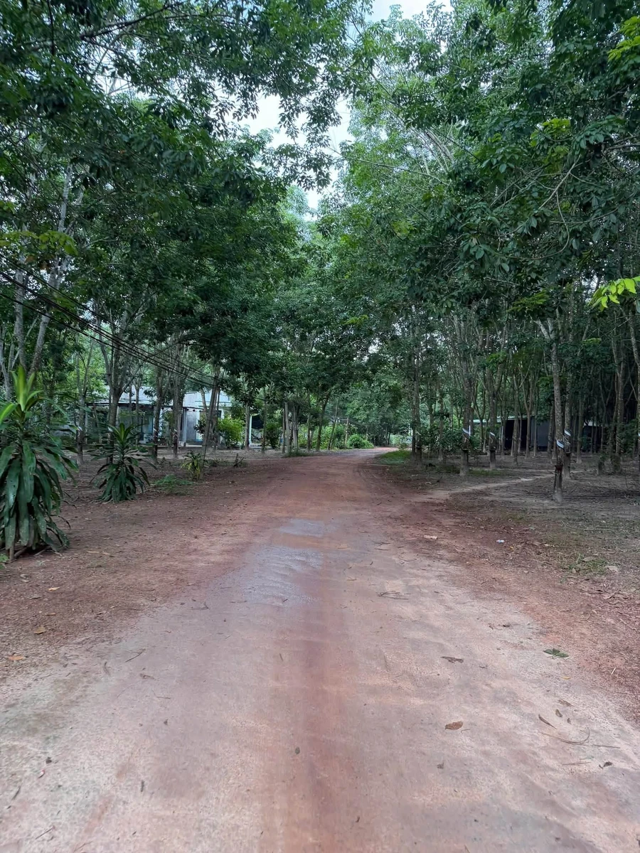 Bán đất 9.400m² mặt tiền Đường 300, TP.HCM - 25 tỷ - Ảnh thu nhỏ 3