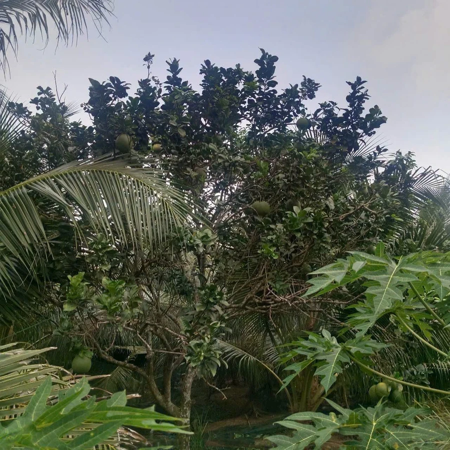 Bán đất vườn 2,4 công 80x40m Xã Quới Sơn - Ảnh thu nhỏ 5