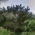Bán đất vườn 2,4 công 80x40m Xã Quới Sơn - Ảnh thu nhỏ 5