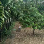 Bán lô đất thổ cư 5x41m giá 750 triệu tại Cư Jút, Lâm Đồng - Ảnh thu nhỏ 5