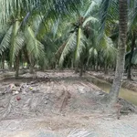Bán đất vườn dừa 6,8 công Thới Lai 4,1 tỷ - Ảnh thu nhỏ 2