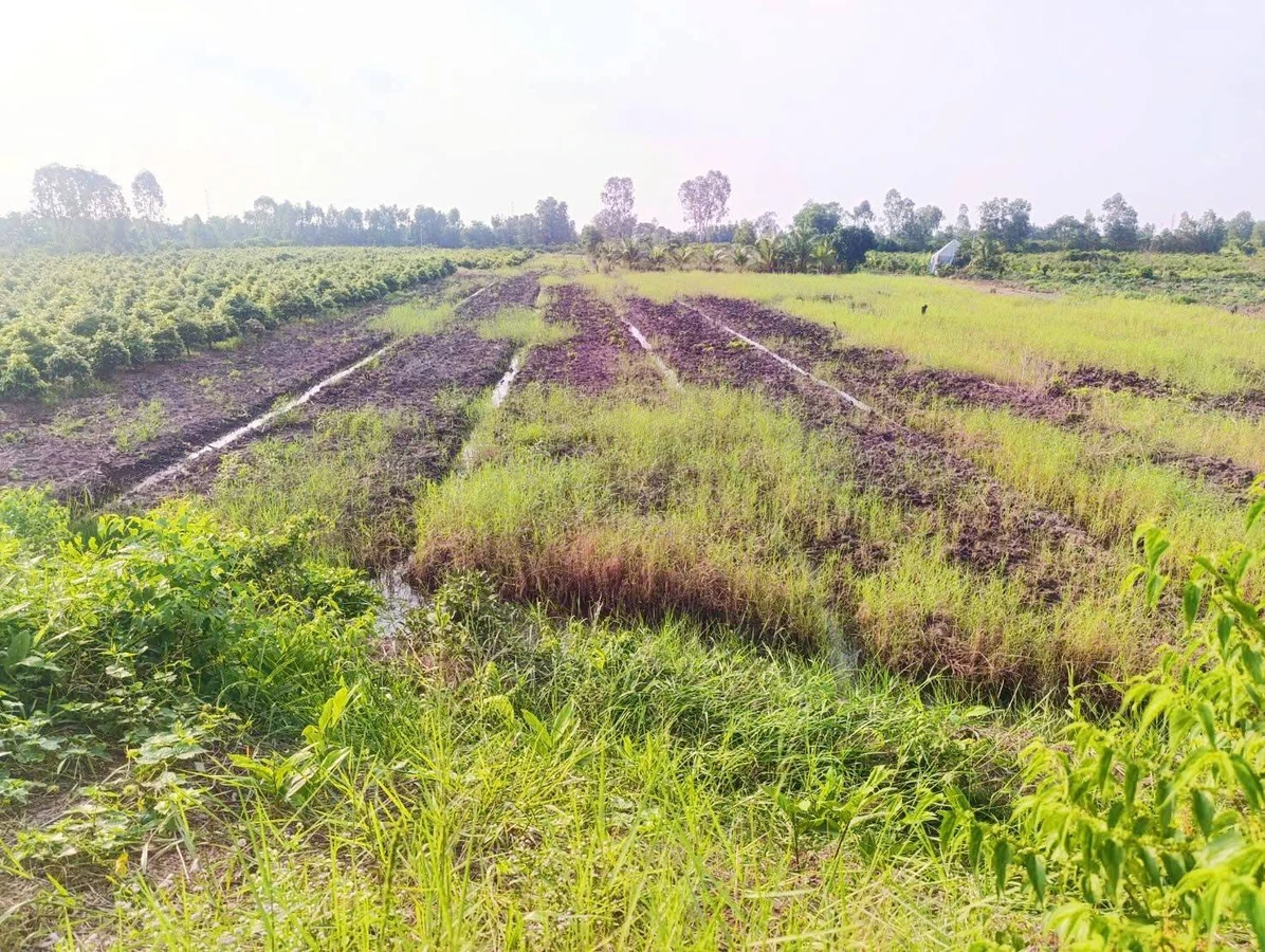 Bán đất vườn 3000m² mặt tiền Rạch Kênh, Bến Lức Long An, 1 tỷ 650 triệu - Ảnh thu nhỏ 4