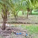 Bán 2.208m² đất Diên Tân, Khánh Hòa giá 900 triệu - Ảnh thu nhỏ 2