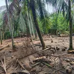 Bán đất 500m2 ngang 25m tại phường An Hội (Sơn Phú, Giồng Trôm, Bến Tre cũ), giá 600 triệu - Ảnh thu nhỏ 3