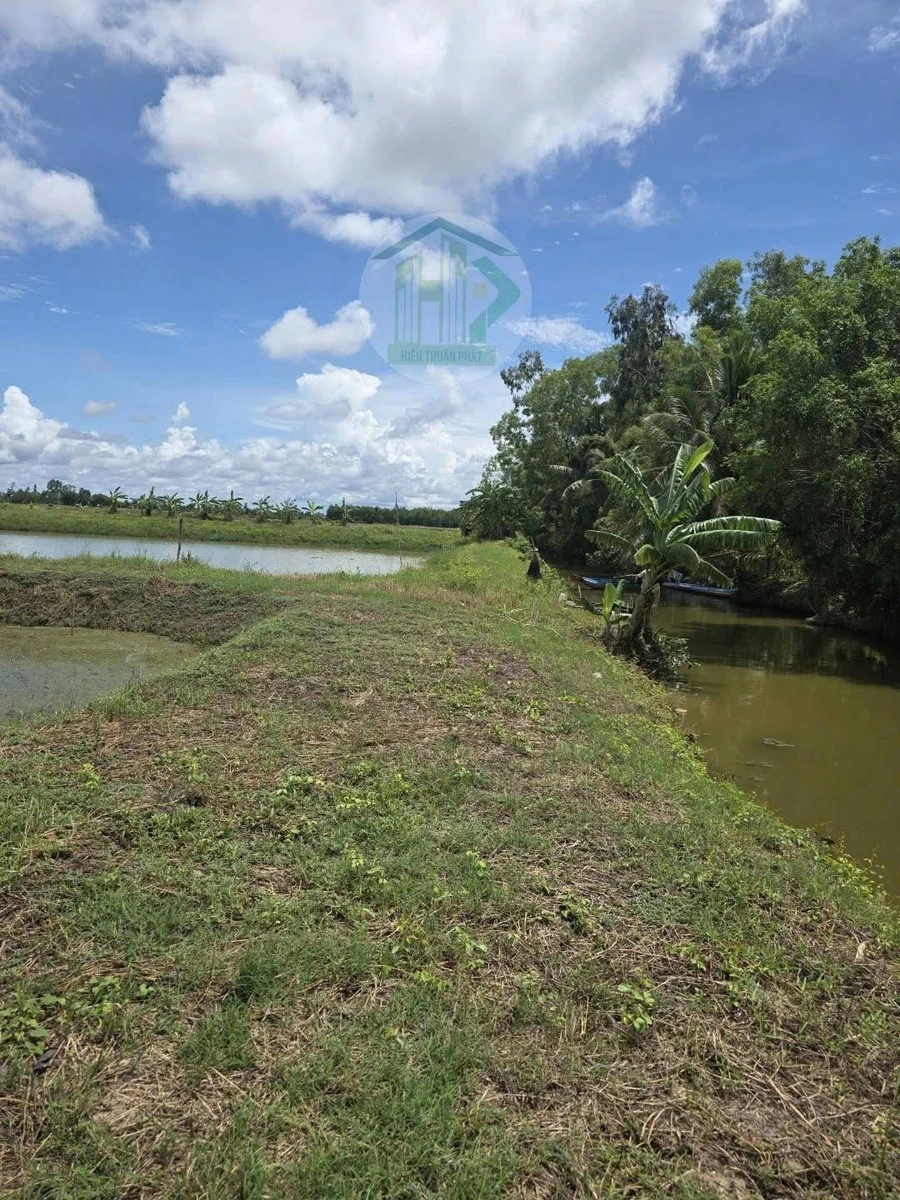 Bán đất lúa tôm 15 công Phước Long Cà Mau - Ảnh 1