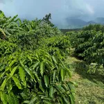 Bán 2ha đất vườn cà phê tại Đăk Jrang, Mang Yang, Gia Lai giá 3 tỷ - Ảnh thu nhỏ 1