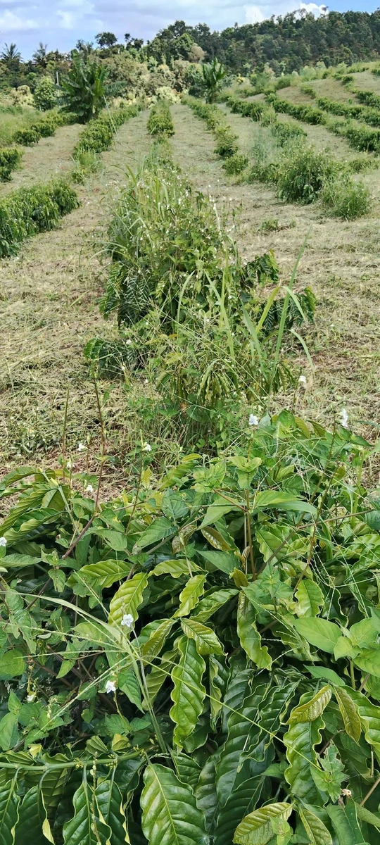 Bán 5ha rẫy cà phê Lâm Đồng 8 tỷ đồng - Ảnh thu nhỏ 4