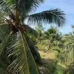 Bán đất vườn dừa 4.5 công mặt tiền 173 Tam Phước, Bình Dương - Ảnh thu nhỏ 4