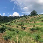 Bán rẫy 1,3ha có cà phê kinh doanh tại Nghĩa Tín, Quảng Thành, Gia Nghĩa, Đắk Nông - Ảnh thu nhỏ 1