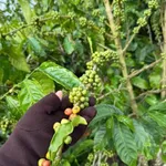 Bán đất nông nghiệp 1 hecta km65 Đắk Lắk 3,75 tỷ - Ảnh thu nhỏ 1