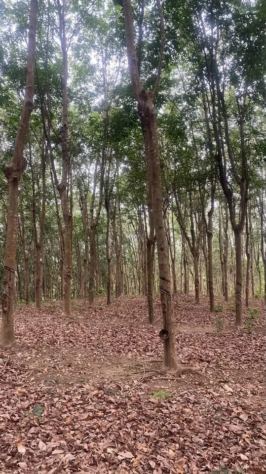 Bán 3 hecta đất cao su Phú Trung, Bình Phước - Ảnh thu nhỏ 2