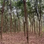 Bán 3 hecta đất cao su Phú Trung, Bình Phước - Ảnh thu nhỏ 2