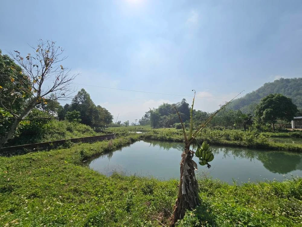 Bán đất 3000 m² tại Đà Bắc, Hòa Bình dưới 2 tỷ - Ảnh thu nhỏ 2
