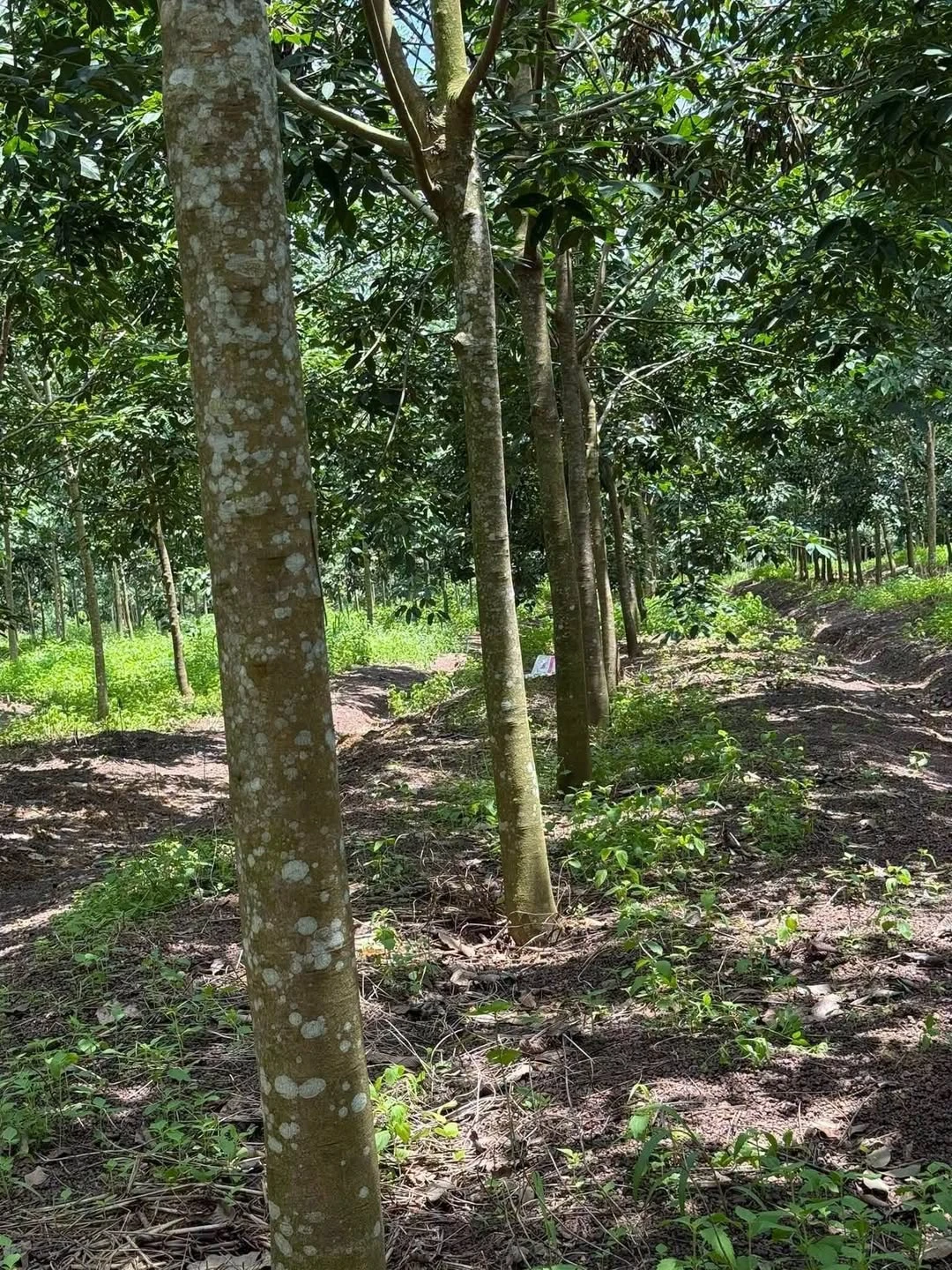 Bán 2.5 ha cao su tròn 4 năm Bình Long, giá 3 tỷ - Ảnh 1