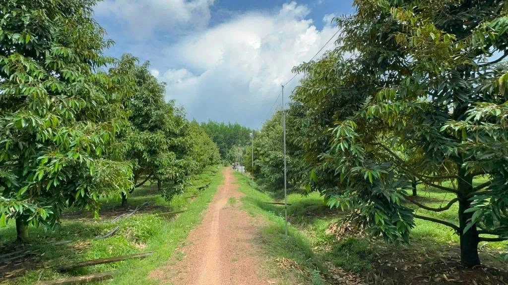 Bán vườn sầu riêng 2 hecta, Phú Lâm, Đồng Nai, 11 tỷ - Ảnh thu nhỏ 5