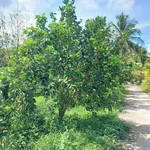 Bán vườn bưởi cam sầu riêng 5.339m² Vĩnh Long - Ảnh thu nhỏ 2