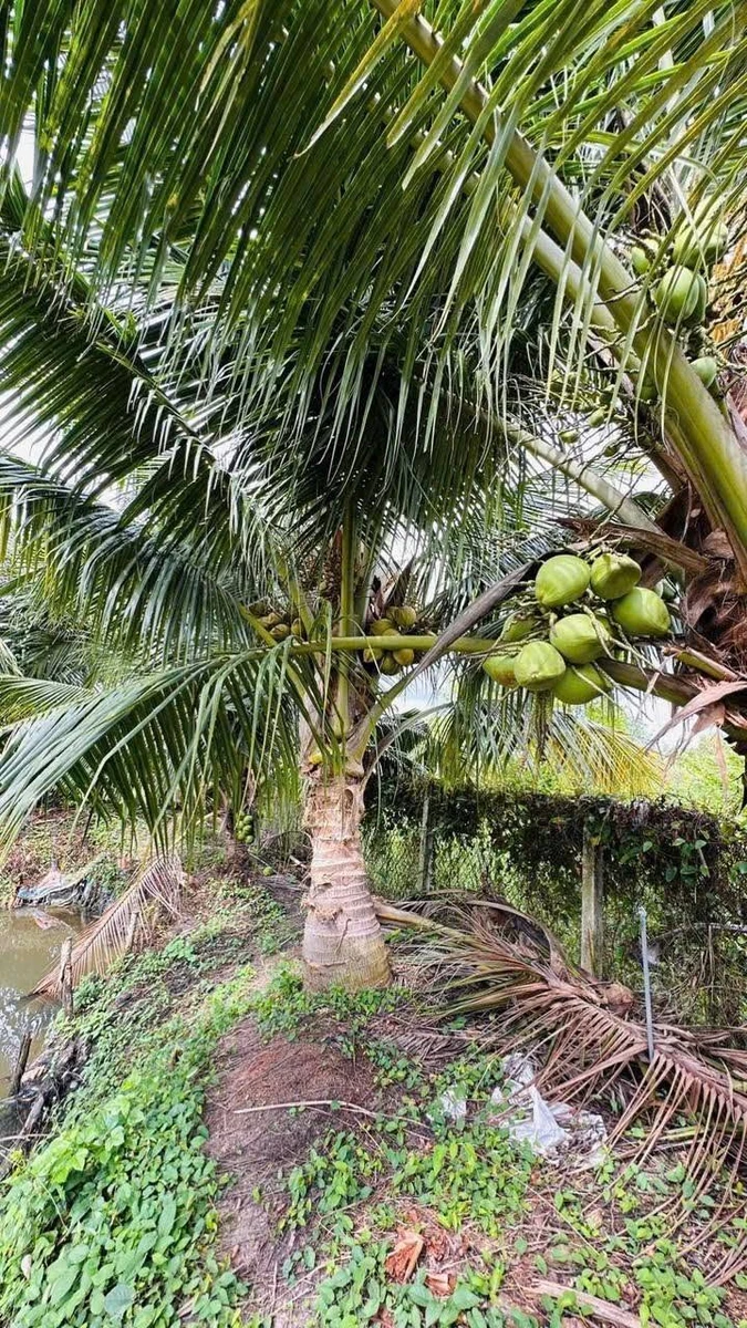 Bán khu nghỉ dưỡng 1.100m² Long Hoa, Tây Ninh 695 triệu - Ảnh thu nhỏ 4