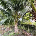 Bán khu nghỉ dưỡng 1.100m² Long Hoa, Tây Ninh 695 triệu - Ảnh thu nhỏ 4