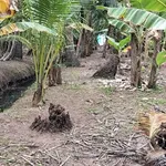 Bán 1000m² đất Phường Phú Tân, Bến Tre, 750 triệu - Ảnh thu nhỏ 3