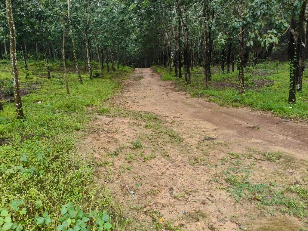 Bán lô đất cao su 5.6 ha Phú Trung Đồng Nai - Ảnh 1