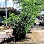 Bán nhà xưởng mặt tiền QL1A Mỹ Tho 3.133m2 - Ảnh thu nhỏ 5