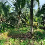 Bán đất vườn dừa 10.000m2 Mỹ Chánh Bến Tre 290 tỷ - Ảnh thu nhỏ 2