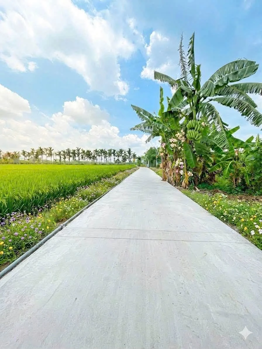 Bán đất 376m² (10x38) xã Bình Trinh Đông, Tân Trụ, Tây Ninh giá 500 triệu - Ảnh 1