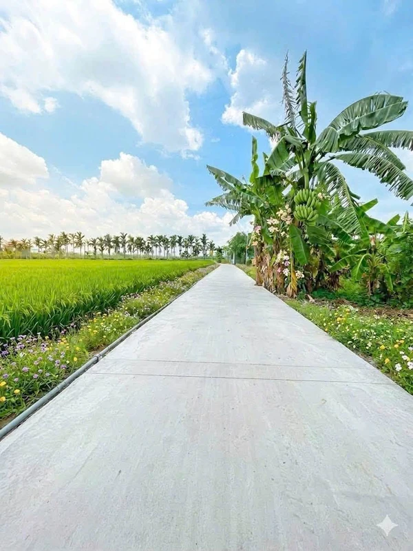 Bán đất 376m² (10x38) xã Bình Trinh Đông, Tân Trụ, Tây Ninh giá 500 triệu