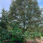Bán 3 hectare đất sầu riêng tiêu cà điều Bình Phước 2.8 tỷ - Ảnh thu nhỏ 1