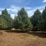 Bán đất vườn sầu riêng cà phê 340m² 5 tỷ Đắk Nông - Ảnh thu nhỏ 2