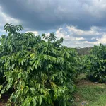 Bán đất 3ha sổ đủ, Tân Phú, Hồ Chí Minh - 4 tỷ 5 - Ảnh thu nhỏ 2