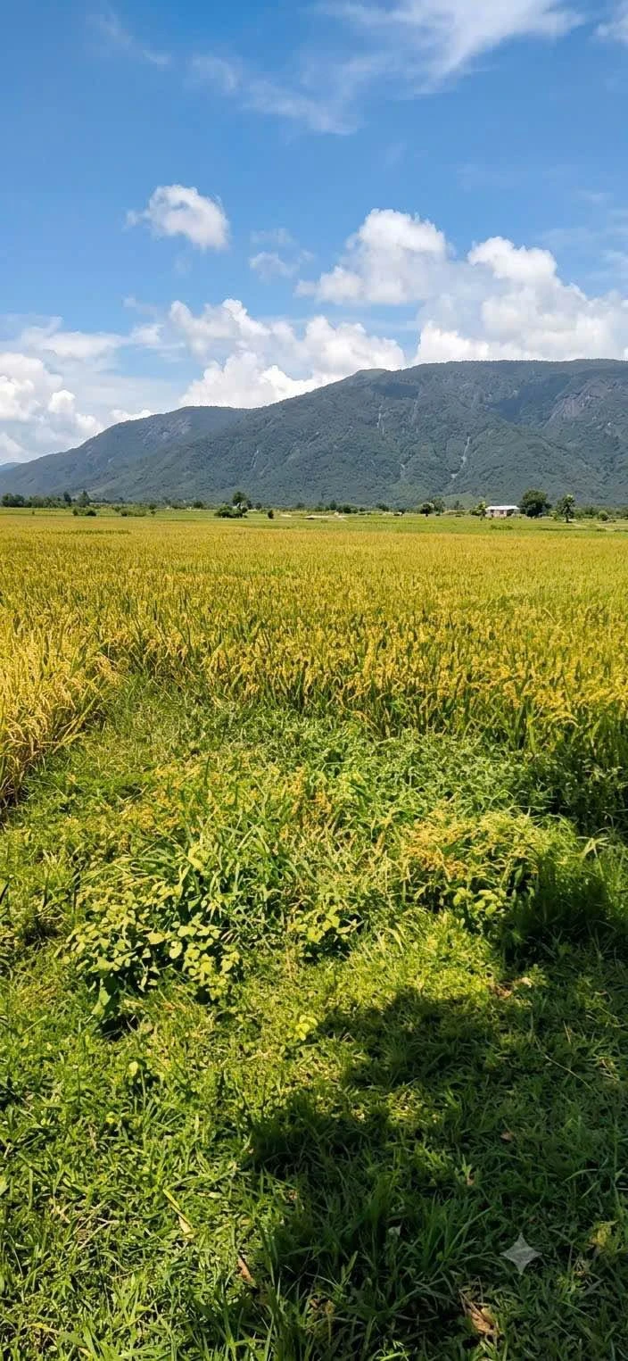 Bán đất Bình Thuận 1188m2, 99 triệu - Ảnh 1