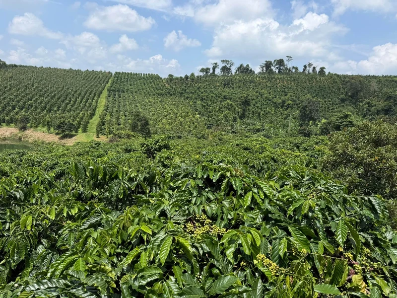 Bán 1.3ha đất cà phê, tiêu ở Nam Bình, Bình Dương 1.6 tỷ/ha