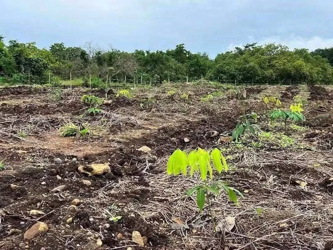 Bán đất cao su 1ha mặt tiền đường bê tông Thạnh Lương - Ảnh 1