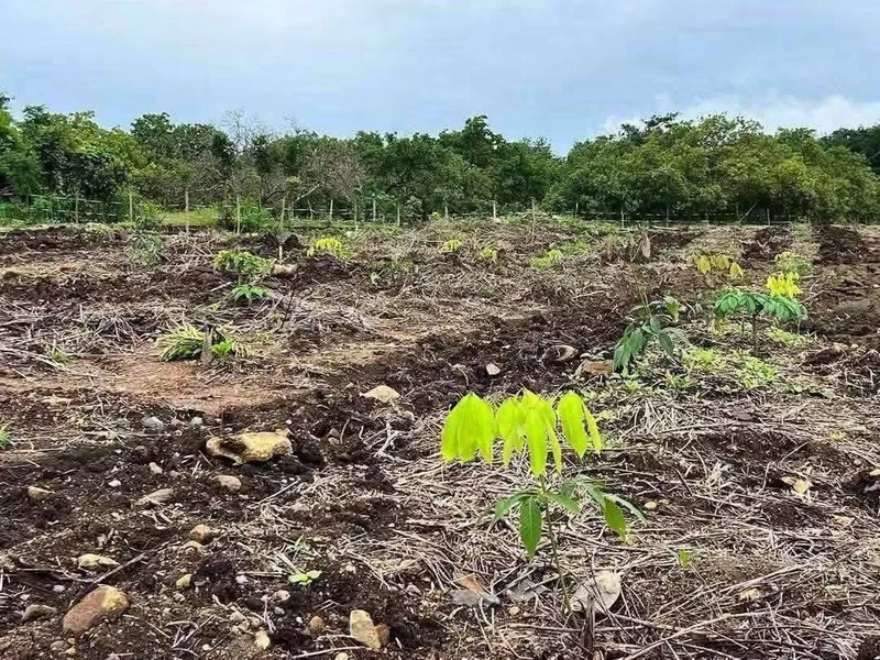Bán đất cao su 1ha mặt tiền đường bê tông Thạnh Lương