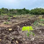 Bán đất cao su 1ha mặt tiền đường bê tông Thạnh Lương - Ảnh thu nhỏ 1
