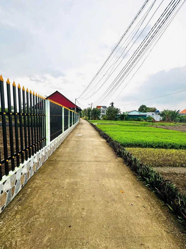 Bán đất lúa 3700m² Phước Hậu, Cần Giuộc