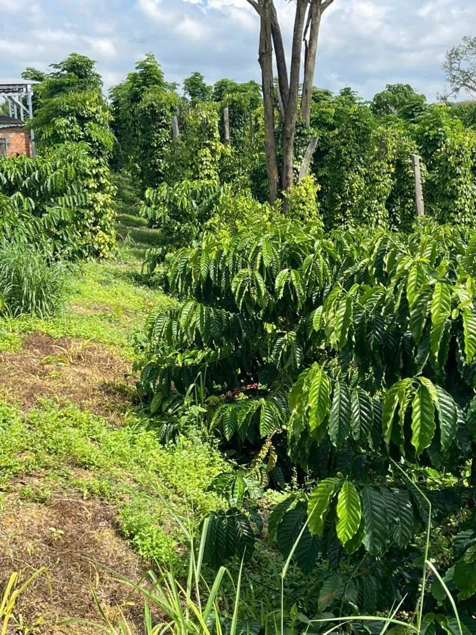 Bán đất 300m mặt tiền Đắk Nông 1 tỷ 8 - Ảnh 1