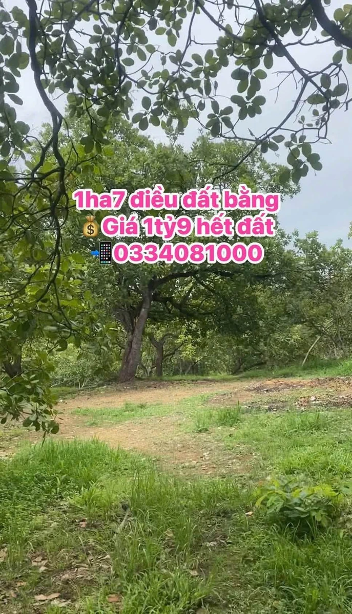 Bán 1ha7 đất nền mặt tiền 90m Phú Trung, Bình Phước - Ảnh 1